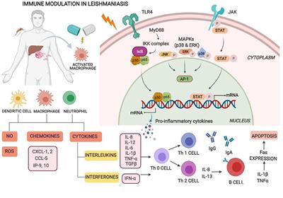 Immunotherapy and immunochemotherapy in combating visceral leishmaniasis